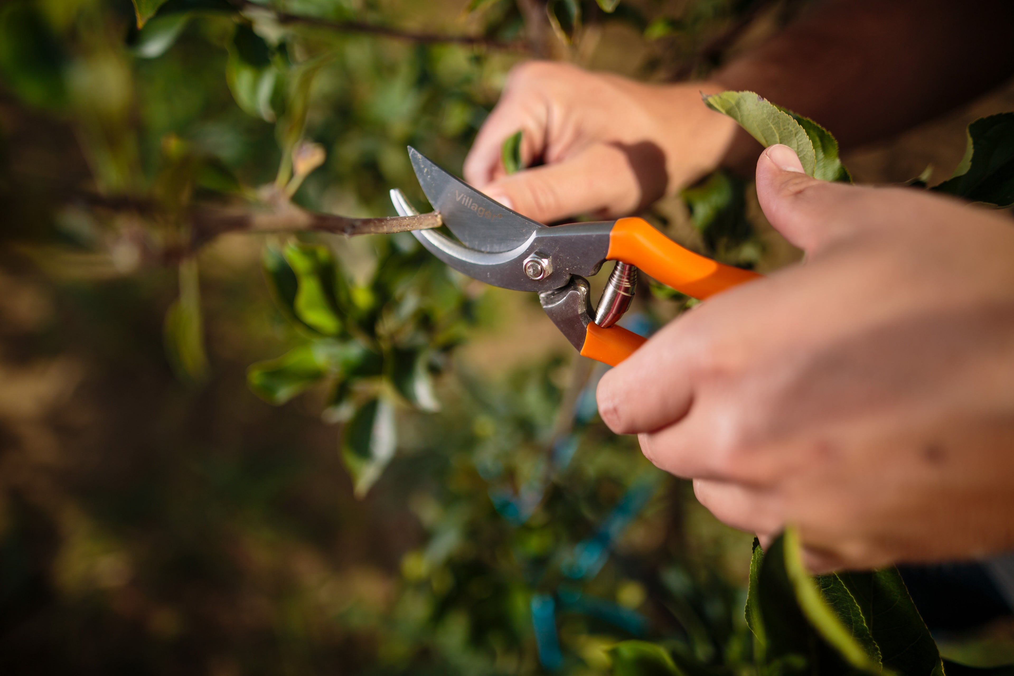 PS 101 pruning shears