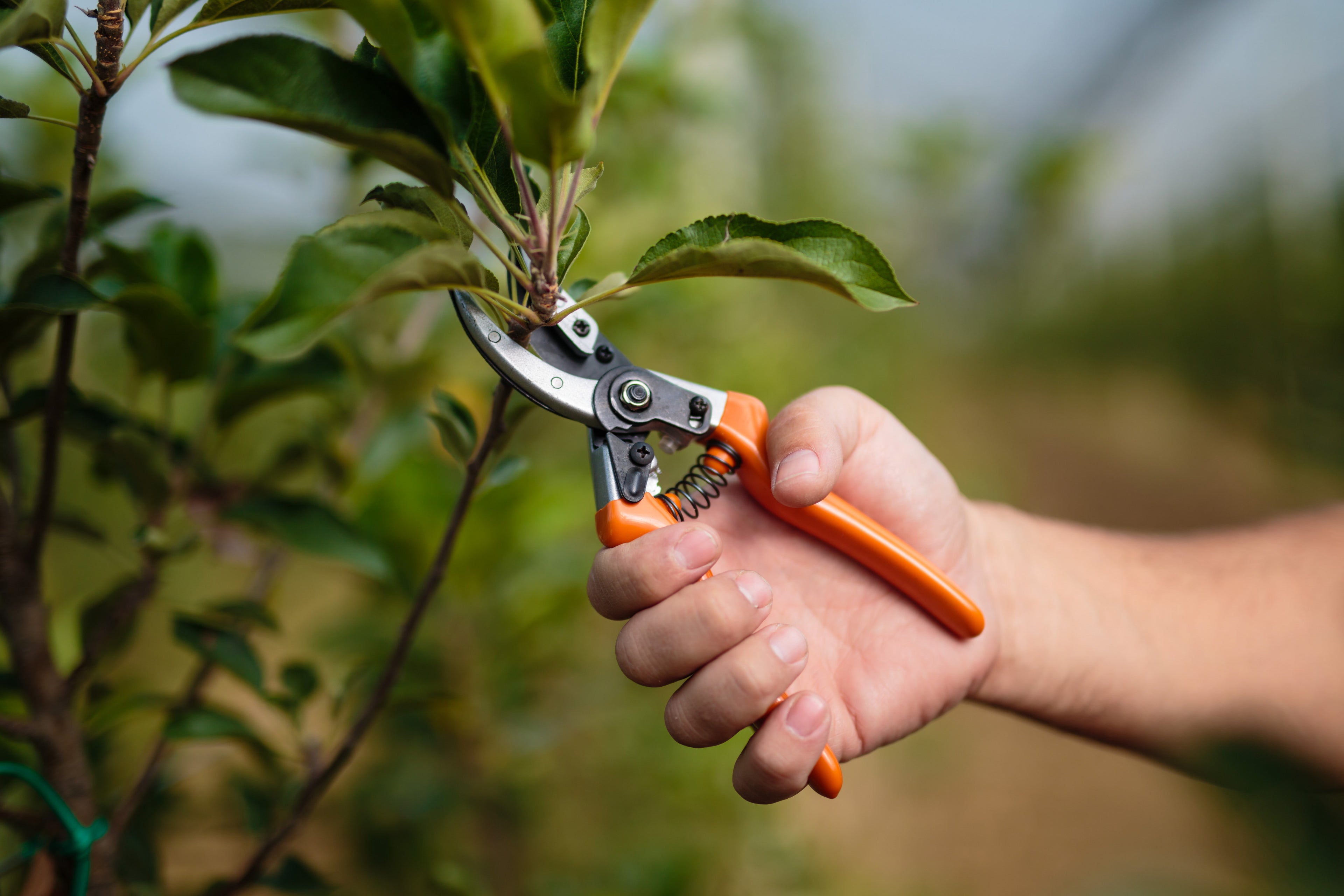PS 102 icompact pruning shears