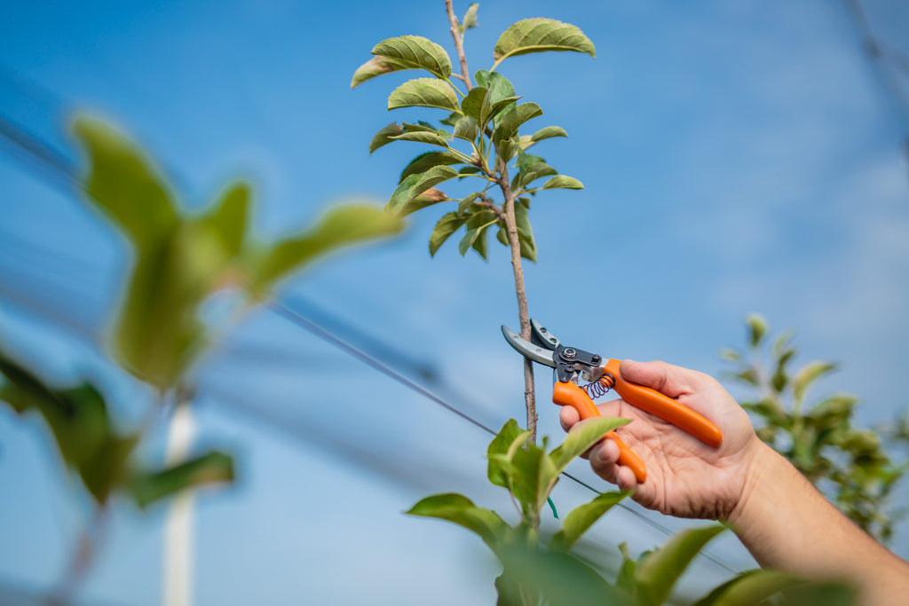 PS 102 icompact pruning shears